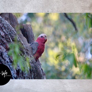 Galah Print, Birds, Wildlife, Nature Wall Art, Printable Nature Poster, Digital Download, Photography