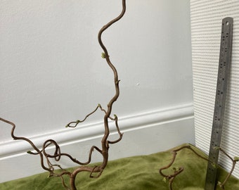 Corylus-takken. Gedraaide Hazel | Krullende twijgen | Wabi Sabi-decor | Paastakjes | Krullende Stokjes | Kurkentrekkertak | Lente decor