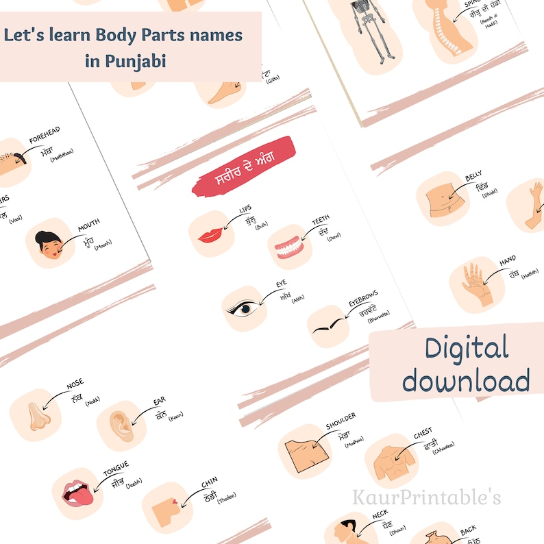 Parts of Body Names in Punjabi and English Worksheets Bilingual Body