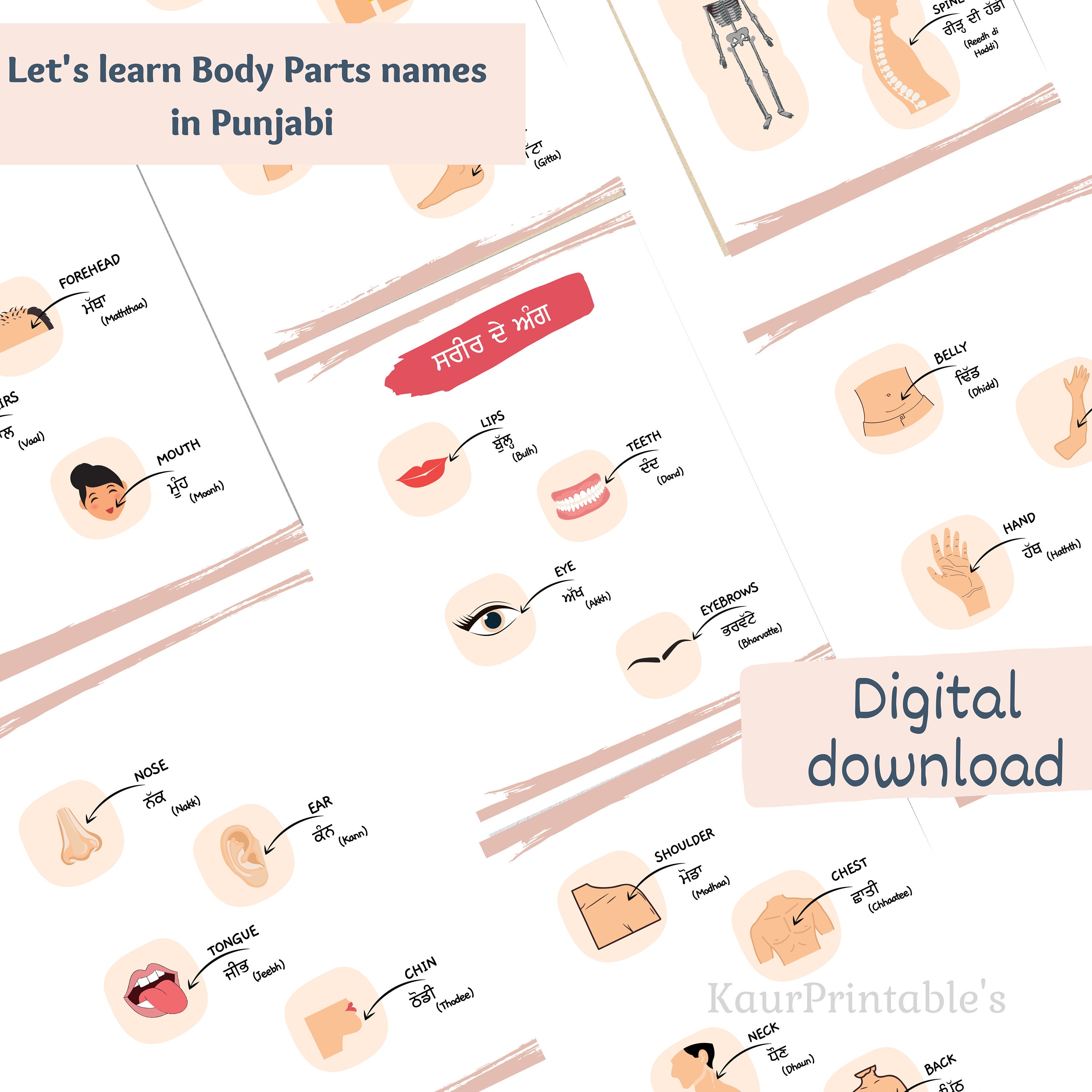 Parts of Body Names in Punjabi and English Worksheets Bilingual Body
