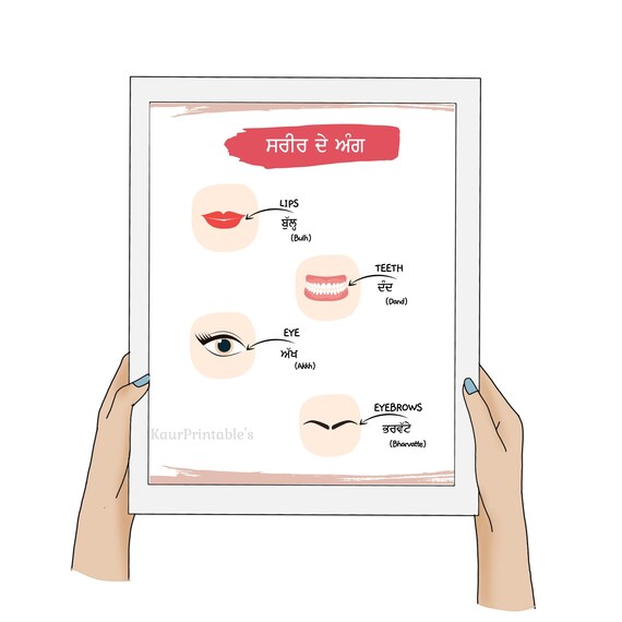 Parts of Body Names in Punjabi and English Worksheets Etsy