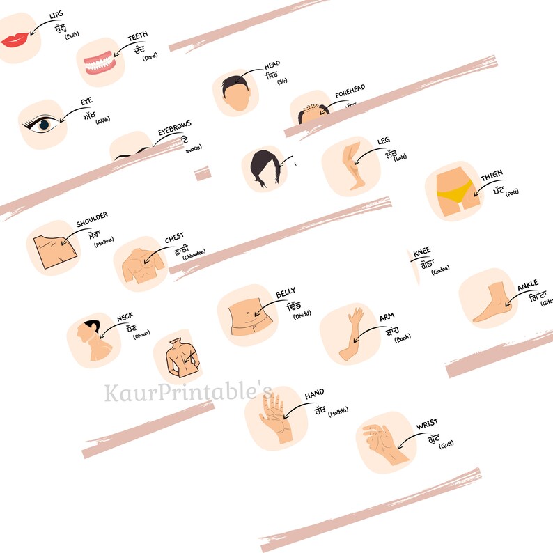 Parts of Body Names in Punjabi and English Worksheets Bilingual Body