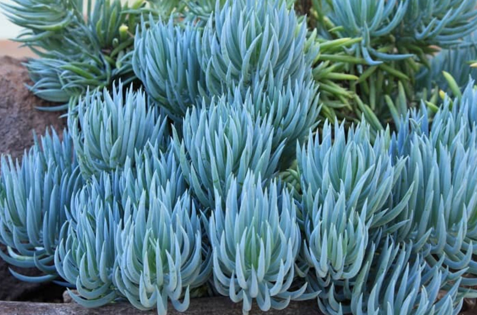 Blue Chalk Fingers Seeds Free Shipping Etsy