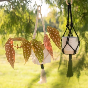 May include: Two macrame plant hangers with white and black cord hanging from a tree branch. The white hanger has a white pot with a leafy plant and a white tassel. The black hanger has a white pot with a black tassel.