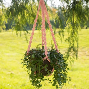 May include: A pink macrame plant hanger with a wooden ring at the top, holding a potted plant with trailing green leaves.