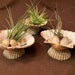 see more listings in the Air Plant Hangers/holder section