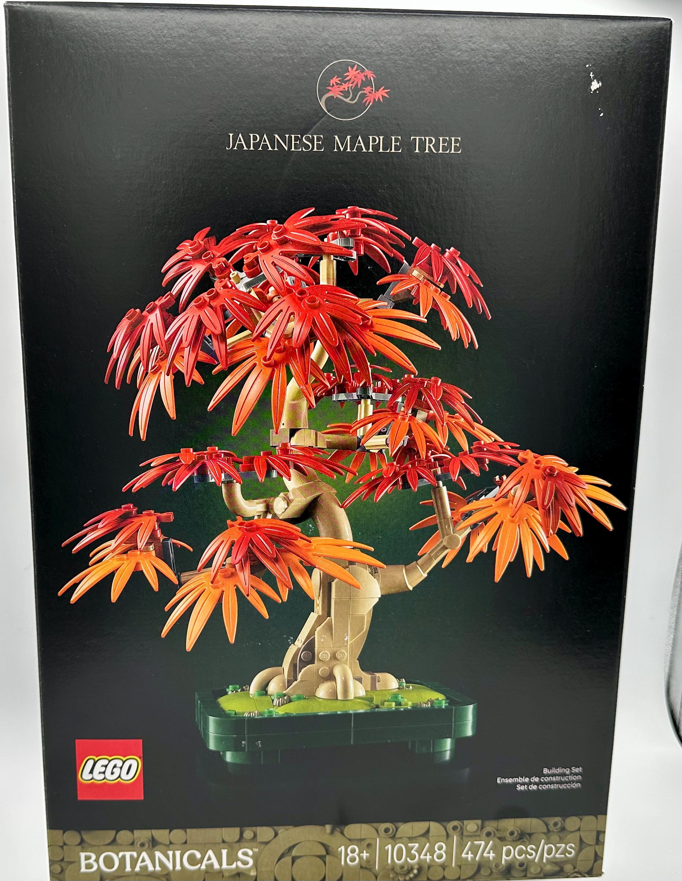 ぼんさい専用 Japanese Red Maple Bonsai Seeds: DIY Gardening Gift Acer