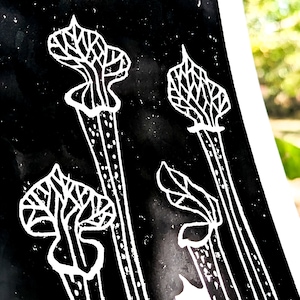 Plante Carnivore