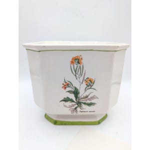 May include: A white ceramic planter with an octagonal shape and a green rim. The front features a botanical illustration of a plant with yellow flowers and green leaves, labeled with the text Diplotaxis muralis in small black lettering.