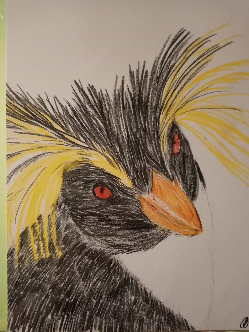 Macaroni Penguin Colour Print - Etsy UK