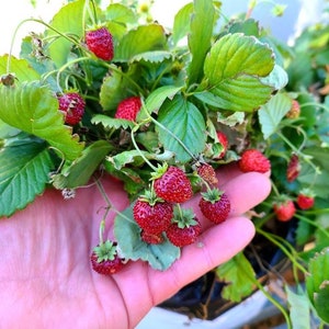 6 REINE des VALLEES - Gourmet Alpine Strawberry Live Plants - Bareroot  - Fragaria vesca Woodland Fraises des Bois - French Alpine