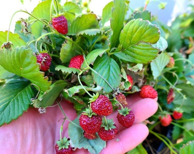 Alpine Strawberry Bare Root Plants organic Grow Etsy