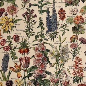 alte Blumenillustration. 100 Jahre altes Originaldokument, schicke und elegante Wanddekoration, originelles Geschenk, Rahmen nicht im Lieferumfang enthalten