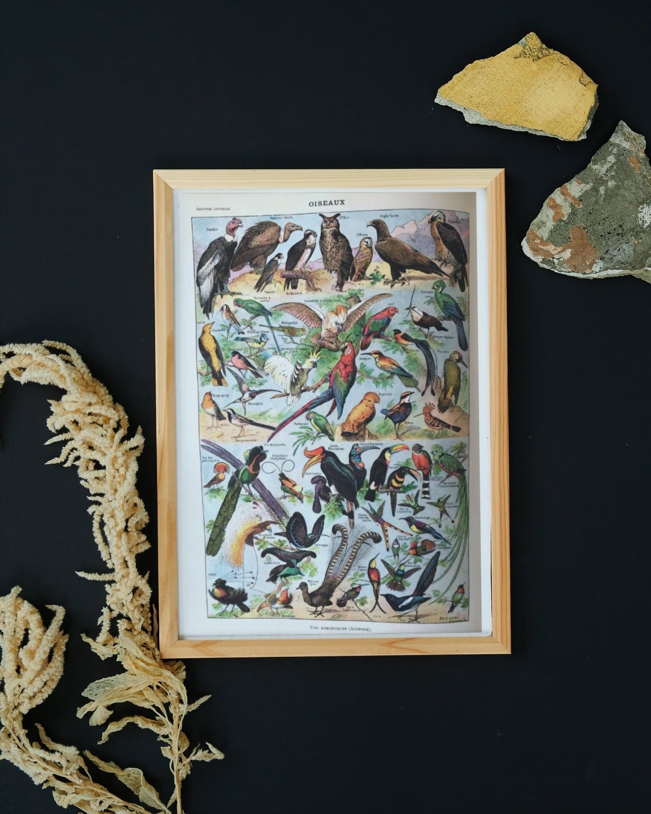 Illustration Ancienne Oiseaux Document Original Vieux de 100 Ans Décoration Murale Chic et Élégante