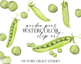 Garden Peas Watercolor Digital Clipart, peas and pea pods watercolor clipart