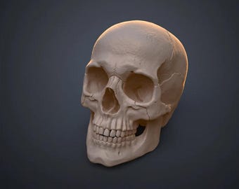 3D Scanned Human Skull Model: Accurate Replica, Halloween Decor