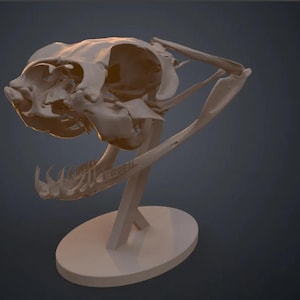 May include: An off-white cat skull model, displaying detailed bone structure. The skull is mounted on a light-coloured stand with an oval base, set against a dark background. The model highlights the teeth and eye sockets.