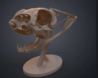 3D Printed Gaboon Viper Skull Replica | Full/Half Scale Snake Anatomy Model