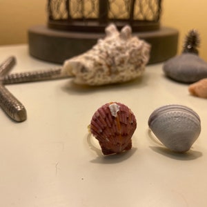 Seashell rings