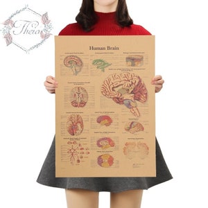 Human Brain Anatomy Vintage Retro Kraft Paper Poster