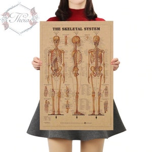 The Skeletal System Kraft Paper Poster