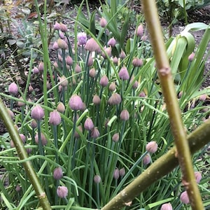 Schnittknoblauch, Schnittlauch,200 Samen, frische Ernte