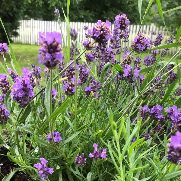 Lavendel, 50 Samen