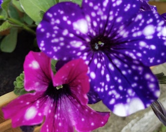 Petunia, hangende petunia, gevlekt, 50 zaden,