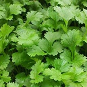 Coriander seeds