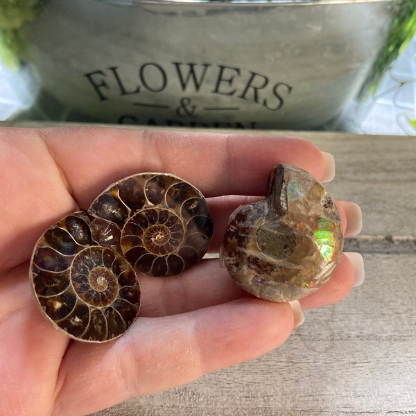 Ammonite Fossil