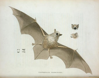 Anatomy of a Bat Vintage Reproduction Print Home Decor