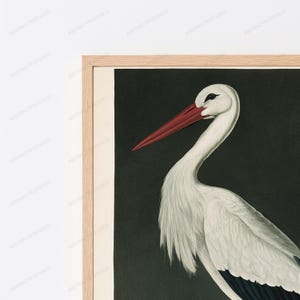 May include: A framed wall art print featuring a white stork with a long, pointed red beak and black wing feathers set against a solid dark background. The artwork is encased in a light-toned wooden frame with a clean, simple profile.