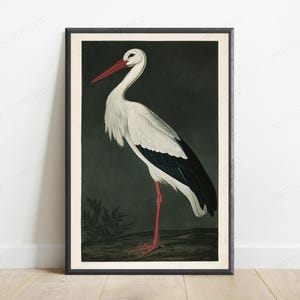 May include: A framed wall art print featuring a detailed illustration of a white stork with black wing feathers and a long red beak. The bird stands on dark ground against a dark, muted background. The print is enclosed in a thin black frame.
