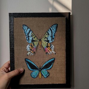 Dipinto a olio con Farfalle - Arte Realistica con Cornice a trompe-l'oeil - Tela dipinta - Finta Teca di Entomologia