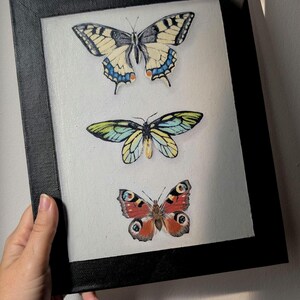 Dipinto a olio con Farfalle - Arte Realistica con Cornice a trompe-l'oeil - Tela dipinta - Finta Teca di Entomologia