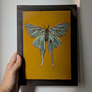 Dipinto a olio con Farfalle - Arte Realistica con Cornice a trompe-l'oeil - Tela dipinta - Finta Teca di Entomologia