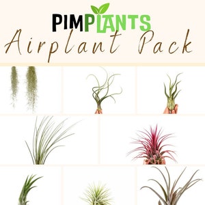 Air Plant Pack Various Plants Live Plant House Plant Mixed Selection Loot Box