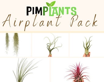 Air Plant Pack Various Plants Live Plant House Plant Mixed Selection Loot Box