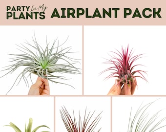 Airplant Pack Easy Beginner indoor House Plant Air Purifing Plant