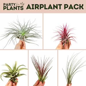 Airplant Pack Easy Beginner indoor House Plant Air Purifing Plant