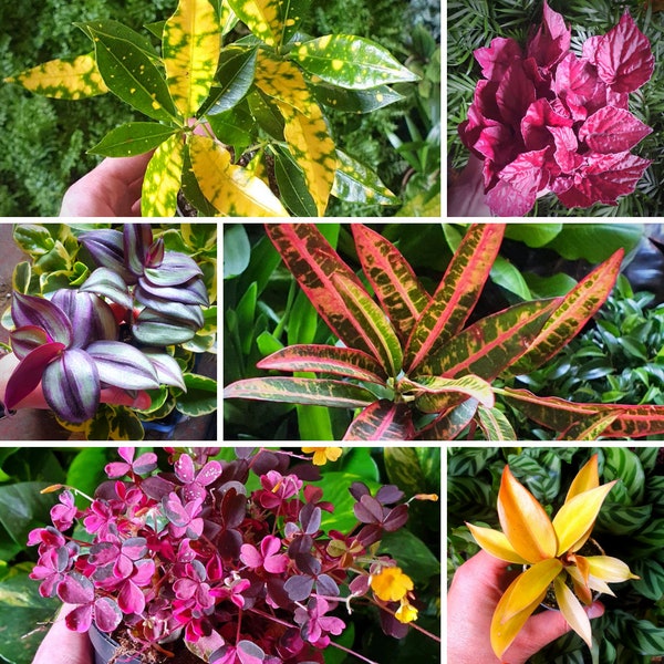 House Plants Etsy UK