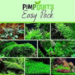 Easy live aquarium plant pack aquatic tropical fish moss crypt rotala