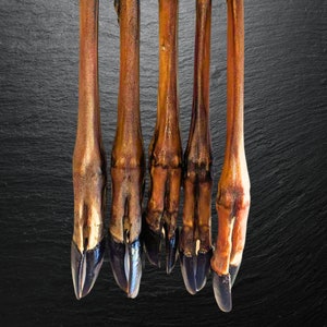 May include: Five brown and tan animal hooves with dark blue-black tips are displayed vertically against a dark grey textured background. The hooves appear to be dried or preserved. The image is a close-up.