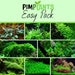 Starter Pack Aquarium Plant Live Aquatic Tropical Fish Java Moss Crypt