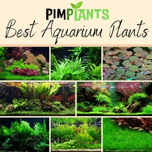 Best Aquarium Plants Pack live aquatic plant pack surprise plants
