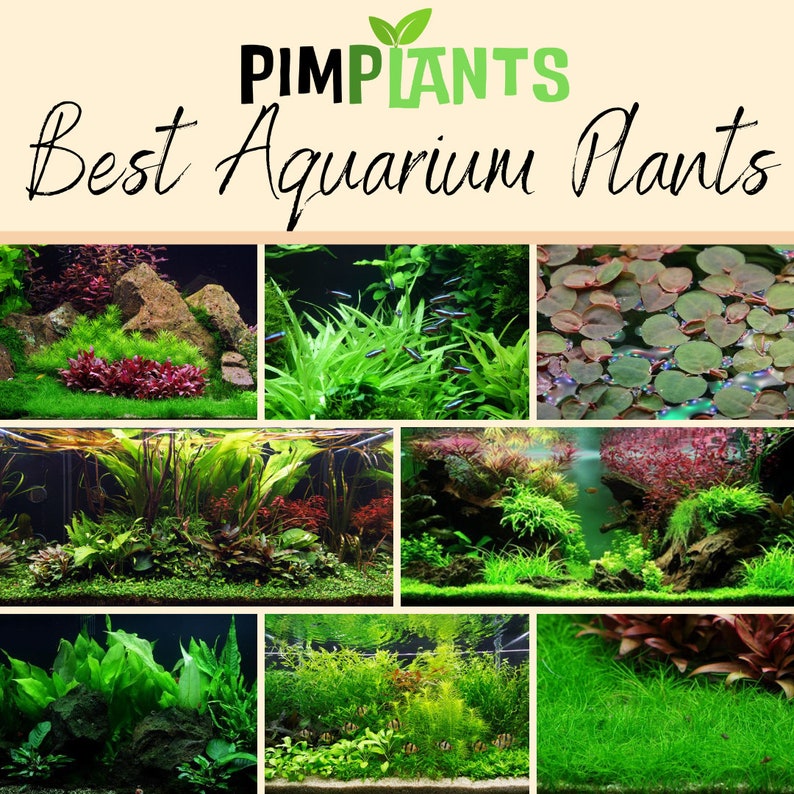 Best Aquarium Plants Pack Live Aquatic Plant Pack Surprise Etsy UK