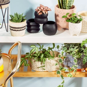 May include: A selection of potted plants displayed on white shelves and a bamboo cart. The plants are in diverse decorative pots, including black, speckled white, and patterned designs. The plants include succulents and leafy green plants, creating a vibrant display.