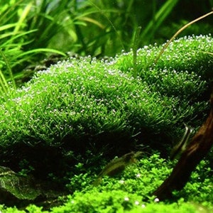 Riccia fluitans - floating crystalwort- Aquatic Aquarium Plant In the UK