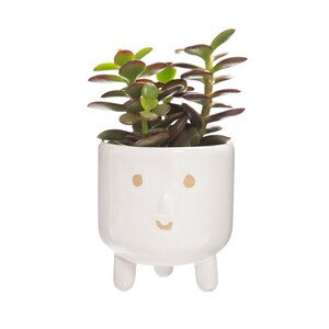May include: A small succulent plant in a white ceramic pot with a face design. The pot has three small legs and tan-coloured dots for eyes and a curved line for a mouth. The succulent has green leaves with red edges.