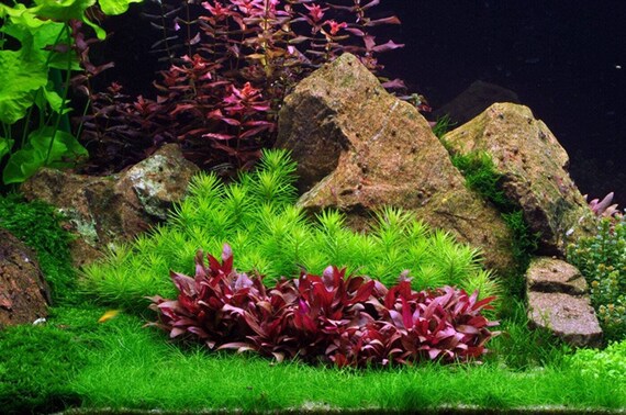 thumbnail image 2 of Mainam Live Aquarium Plants Starter Set – 30+ Stems Java Moss, Anubias, Java Fern, Sword & More 2 of 13